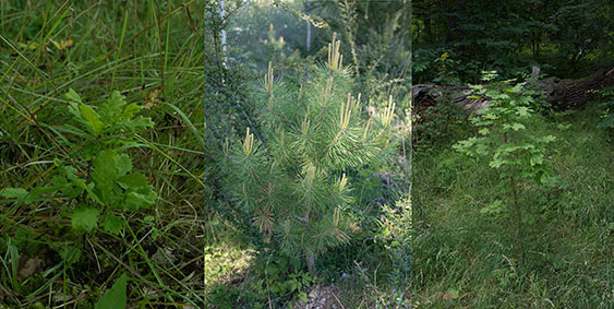 annfrossen young trees